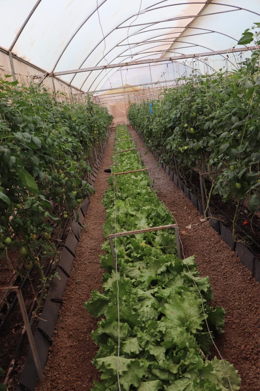 Hydroponic Greens (lettuce, kale, herbs)