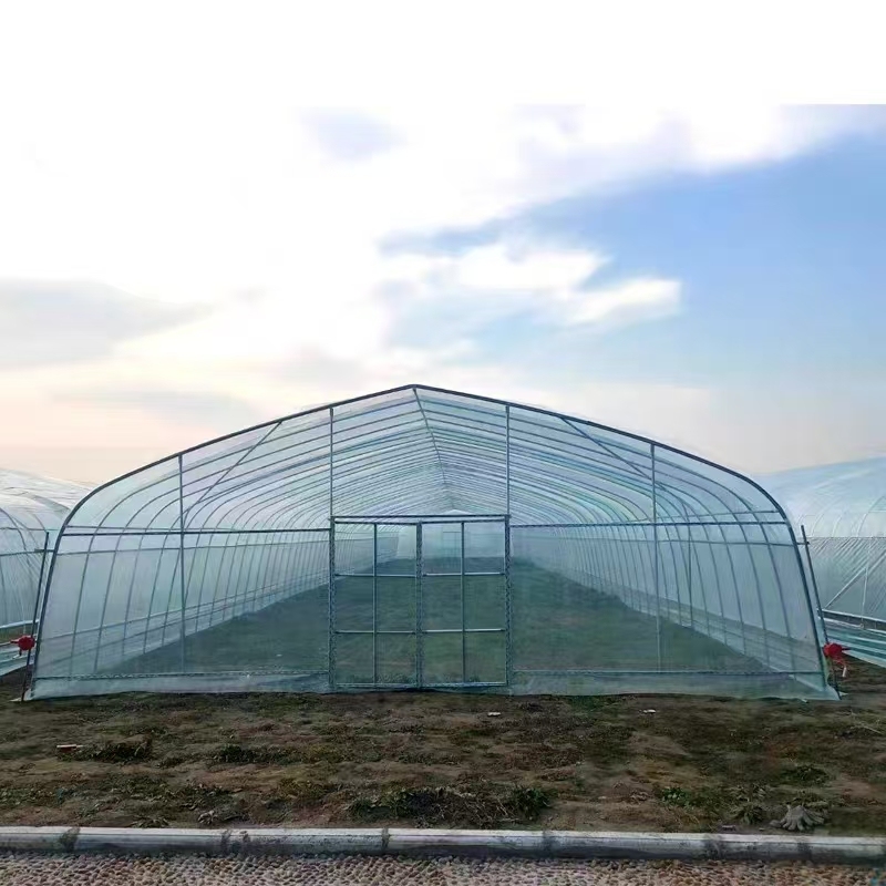 Plastic Tunnel Greenhouse for Tomato Growing