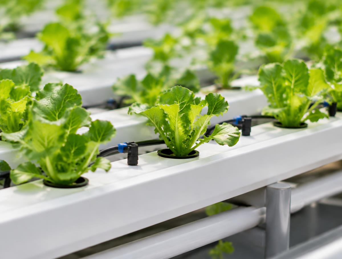 Lettuce growing in hydroponic channels